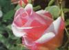 Foto de Eventos petalo de rosa-log�stica y desarrollo de eventos